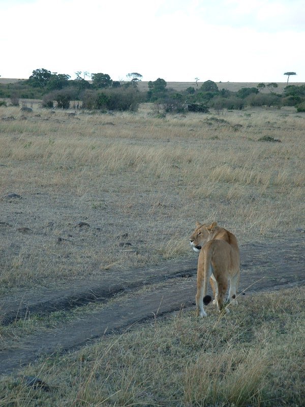 gal/Honeymoon/Masai Mara/DSCF0142.JPG